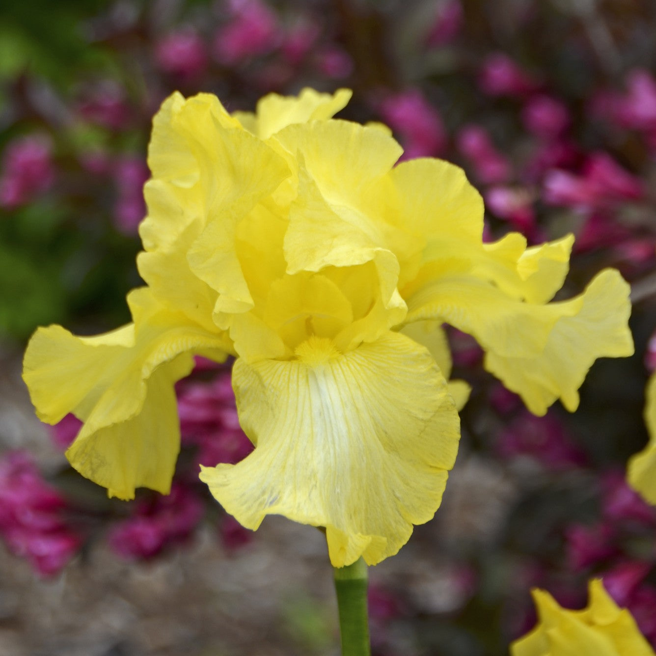 Bearded Iris 'Harvest of Memories'