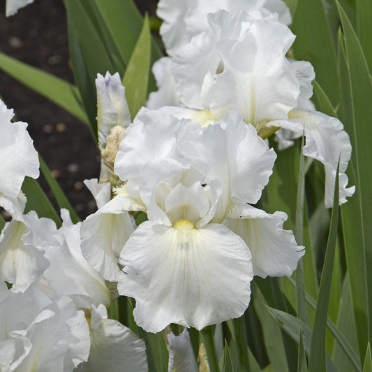 Bearded Iris 'Immortality'