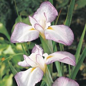 Japanese Iris 'Variegata'