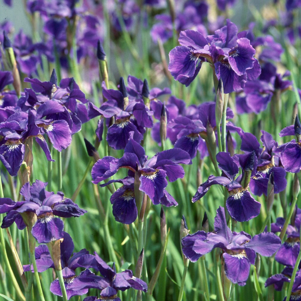 Iris 'Caeser's Brothers'