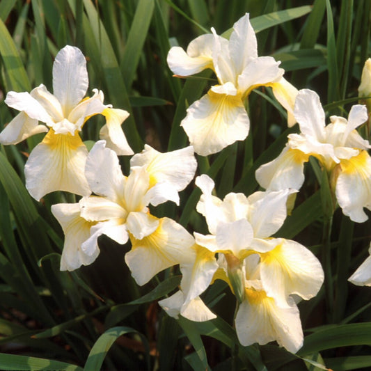 Siberian Iris 'Butter & Sugar'