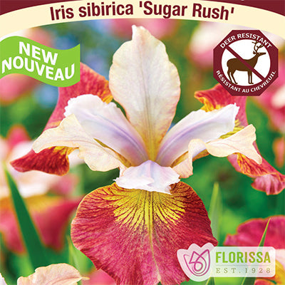 Siberian Iris 'Sugar Rush'