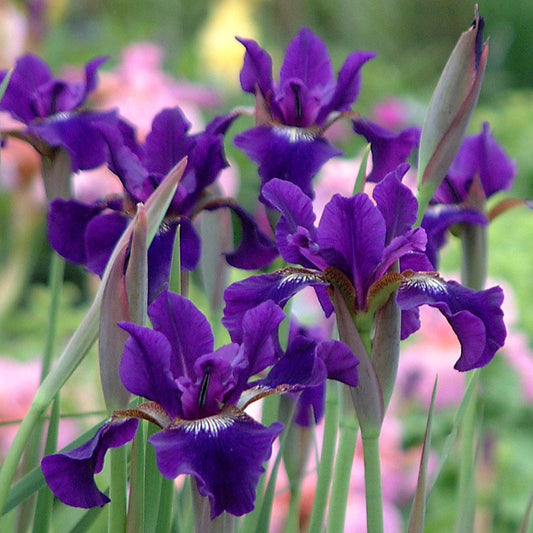 Siberian Iris 'Ruffled Velvet'