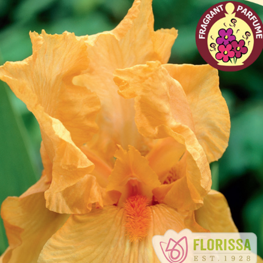 Bearded Iris 'Skyfire'