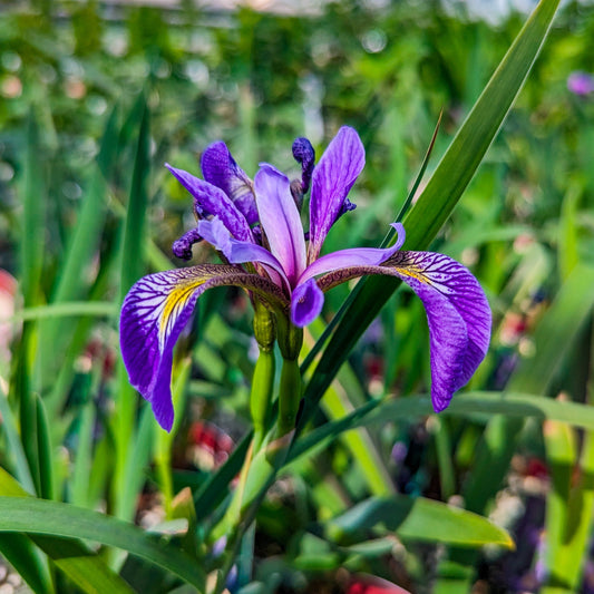 Blue Flag Iris