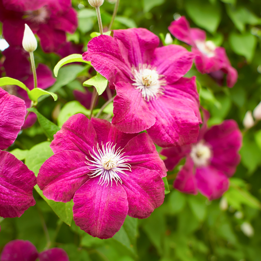 Clematis 'Boulevard®' Series