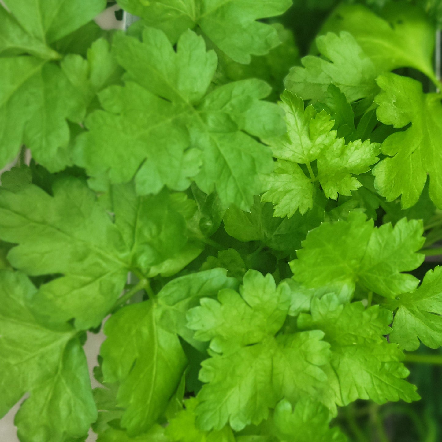 Parsley 'Giant of Italy'
