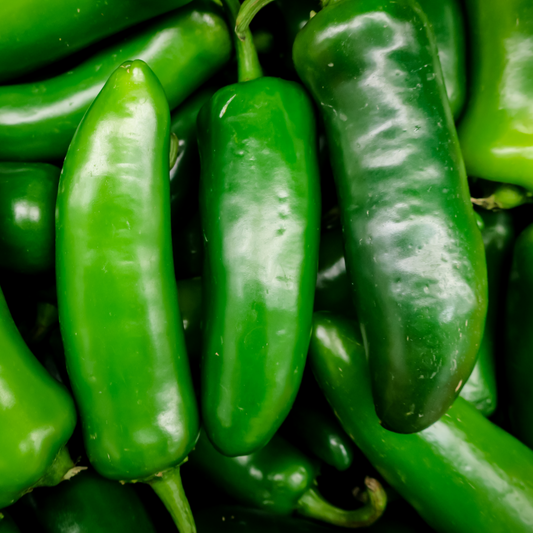 Pepper Hot 'Jalapeno La Bomba II'