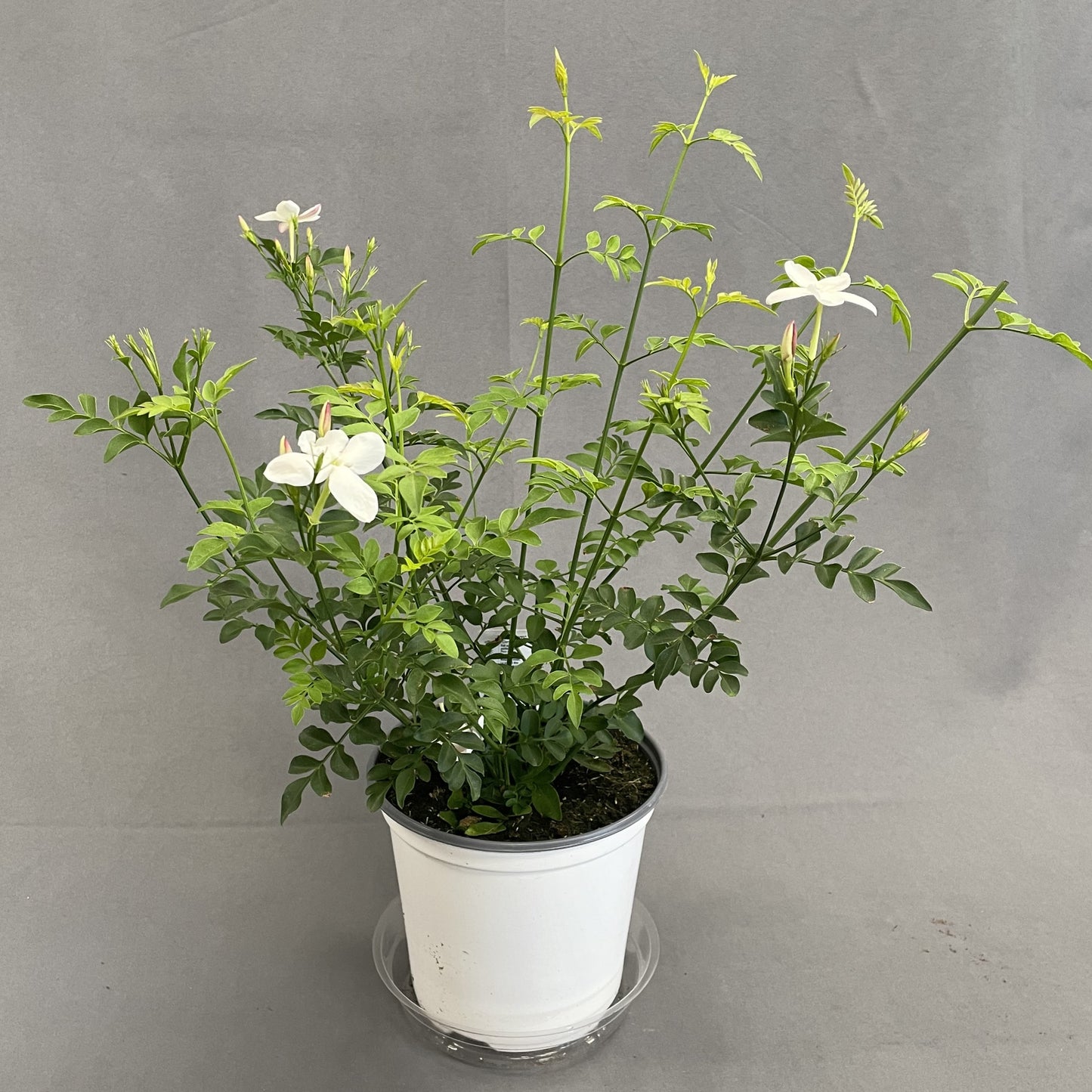 Common Jasmine