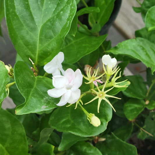 Jasmine 'Maid of Orleans'