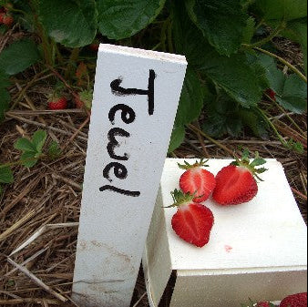 Strawberry 'Jewel'