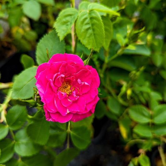 Rose 'John Cabot'