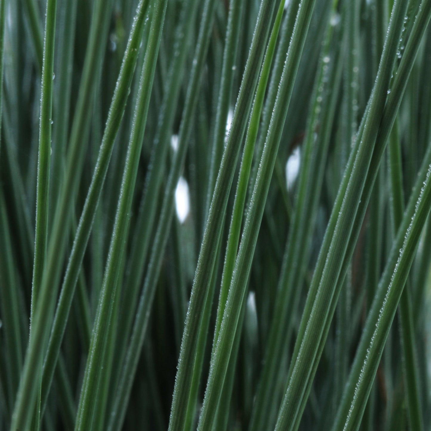 Juncus Grass