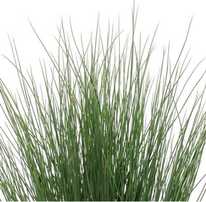 Juncus Grass
