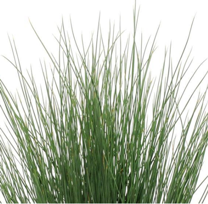 Juncus Grass