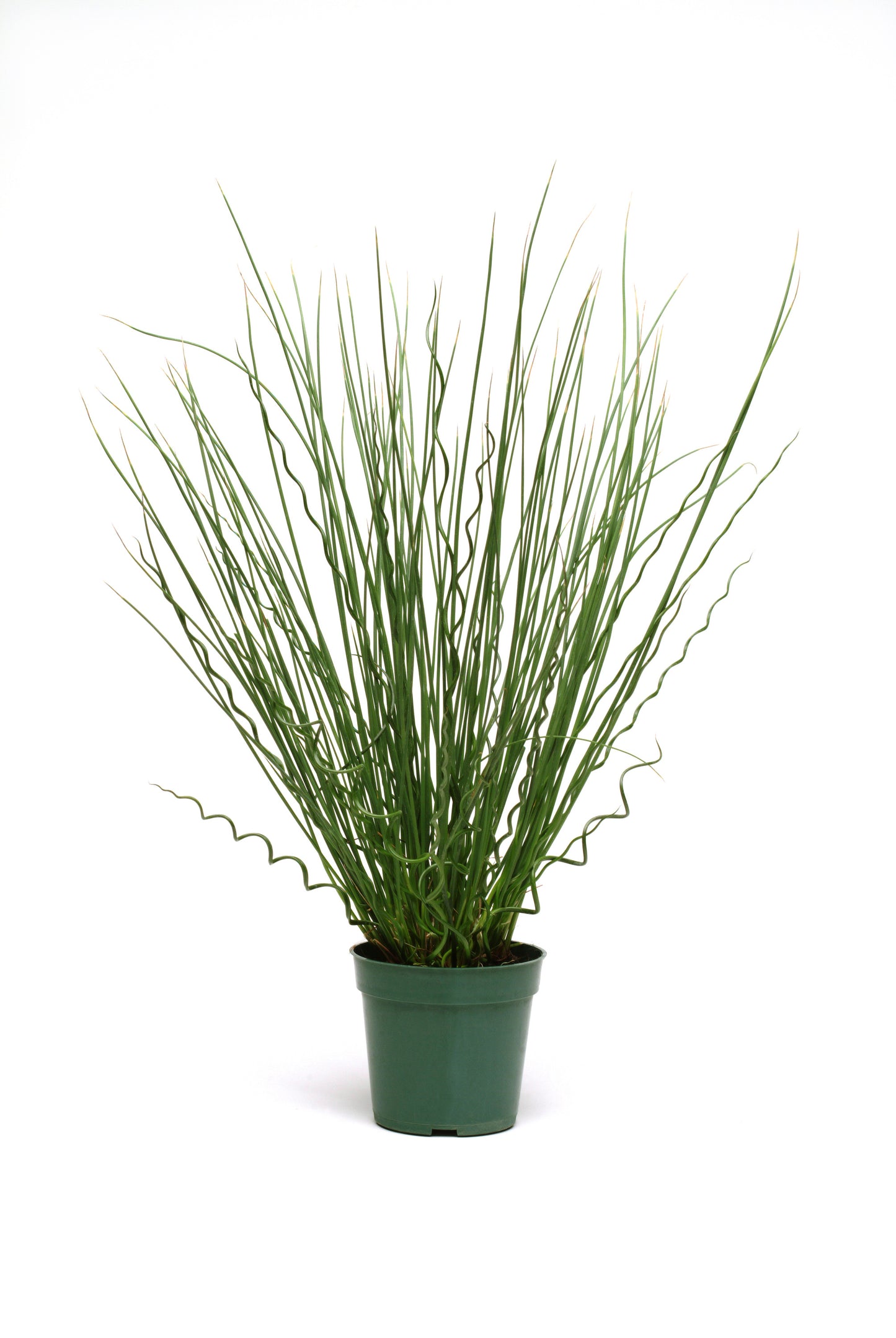 Juncus Grass