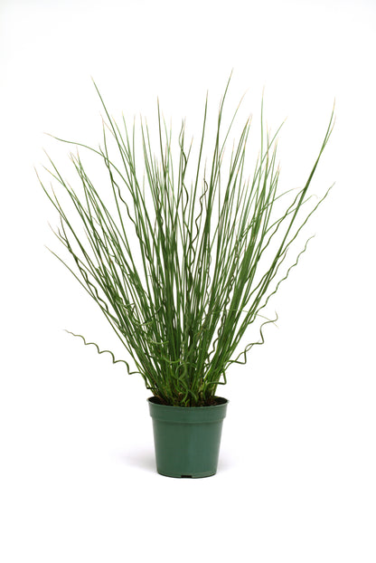 Juncus Grass