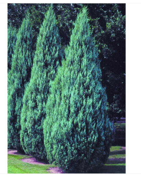 Juniper 'Moffet's Blue'