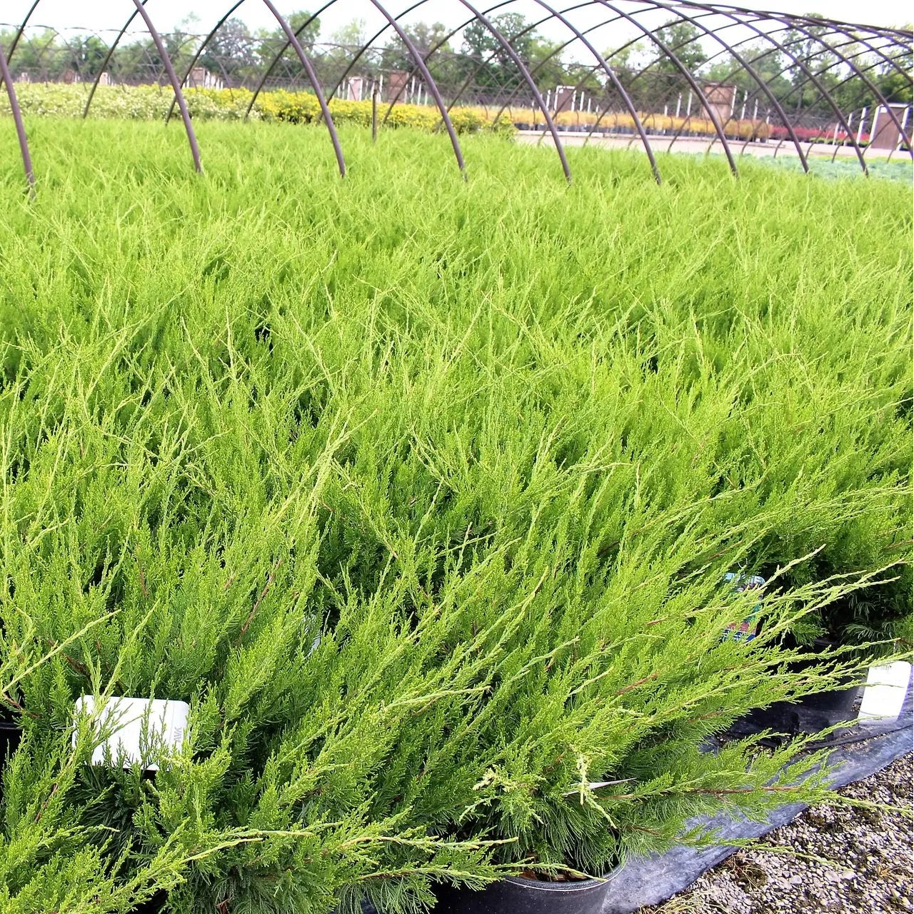 Juniper 'Mint Julep®'
