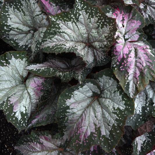 Begonia Rex 'Jurassic Megalo™'