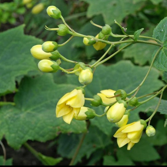 Yellow Waxbells