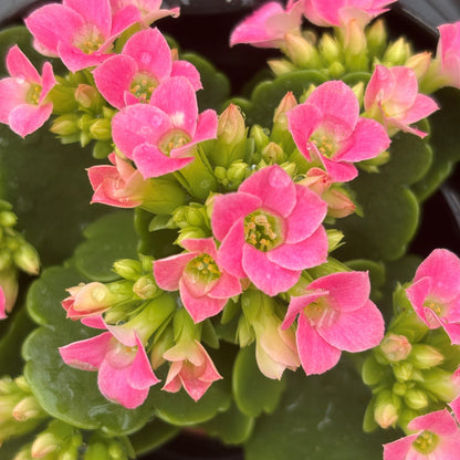 Kalanchoe