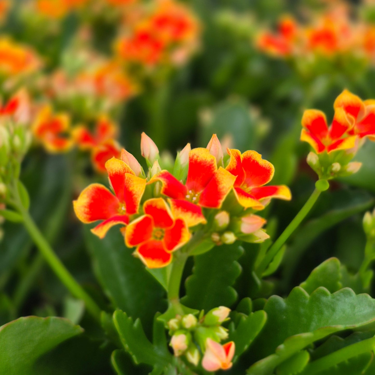 Kalanchoe