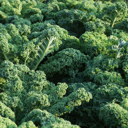 Kale 'Blue Curled Scotch'