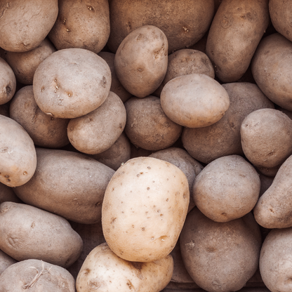 Potatoes Kennebec Seed