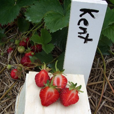 Strawberry 'Kent'