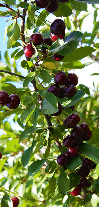 Fruit Profile