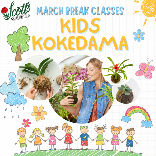 Kids Kokedama