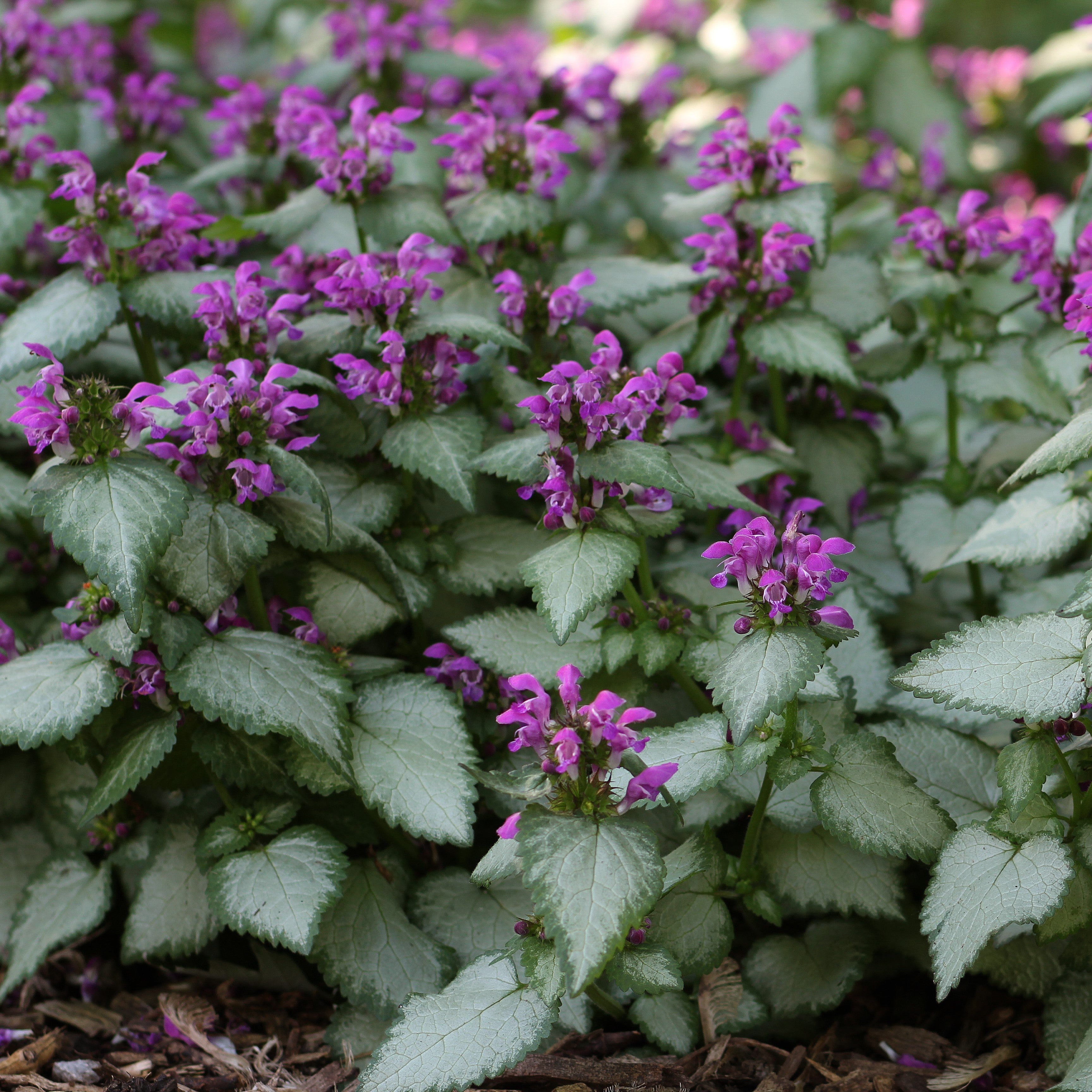 Lamium Spotted Dead Nettle