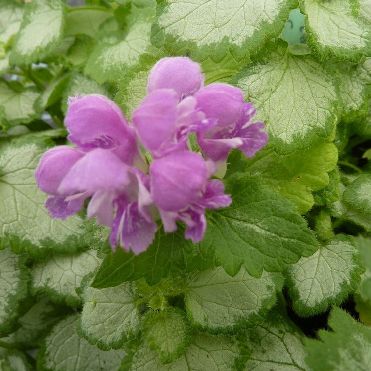 Lamium Spotted Dead Nettle