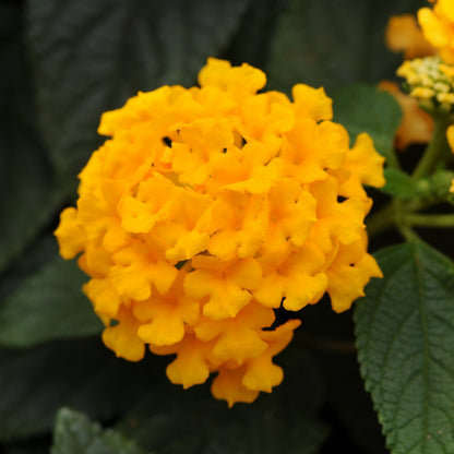 Lantana 'Lucky™'