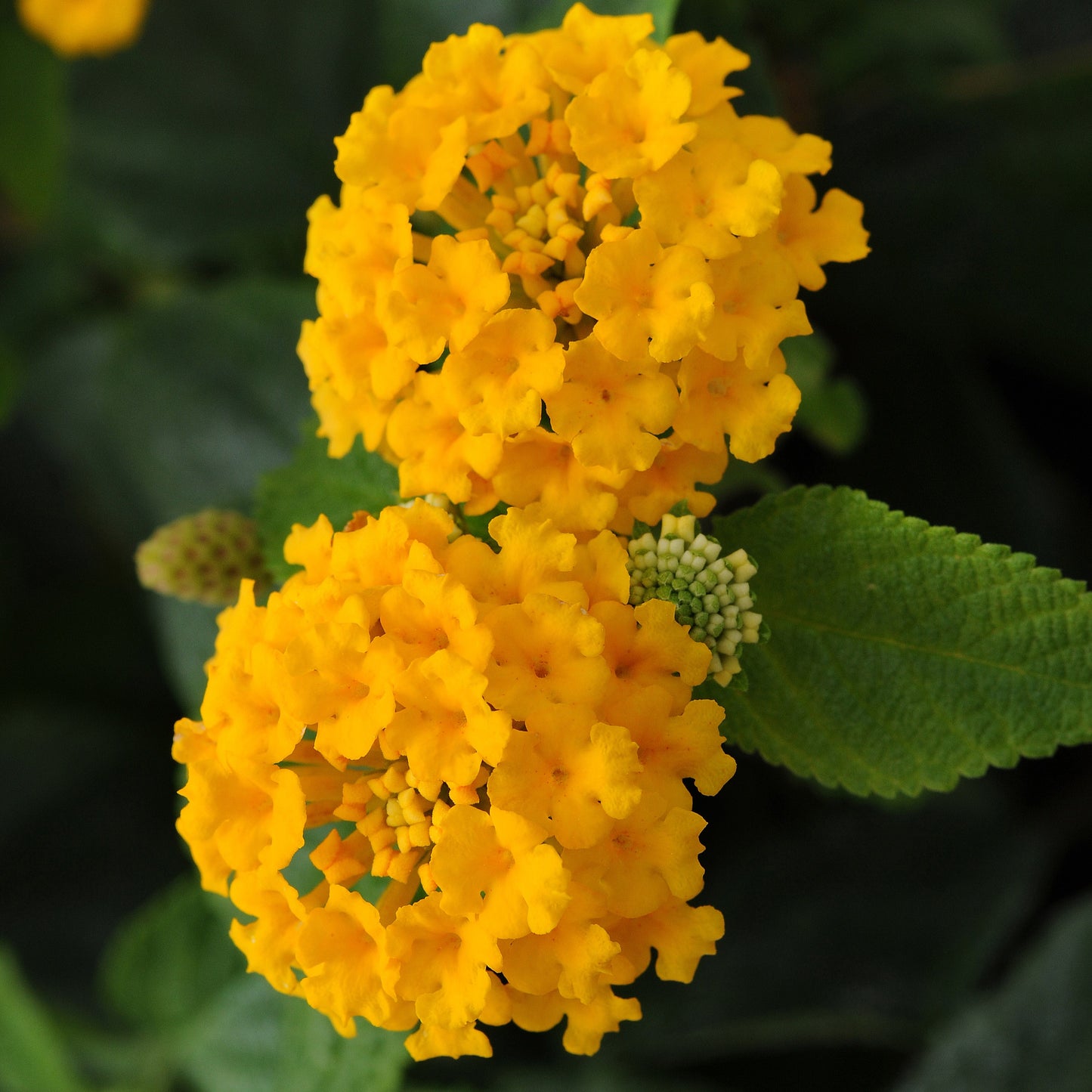 Lantana 'Little Lucky™'