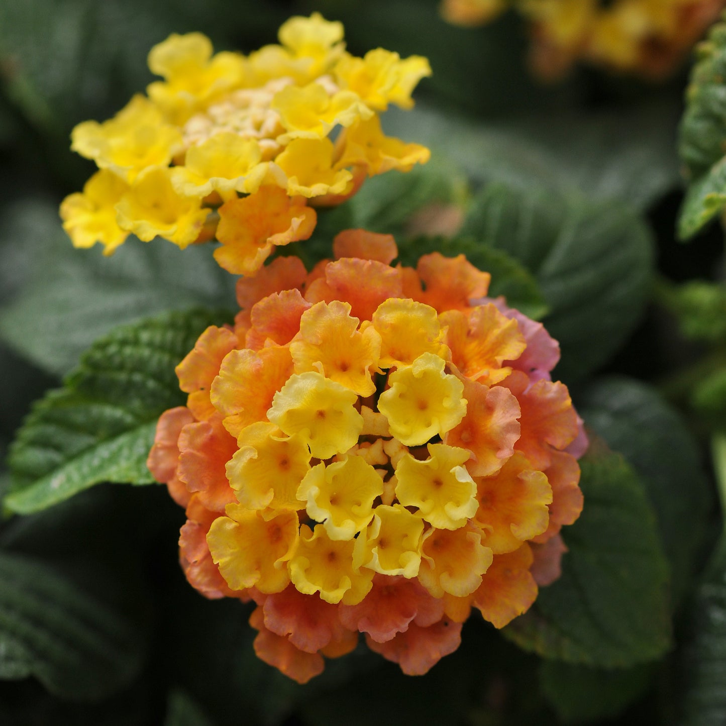 Lantana 'Little Lucky™'