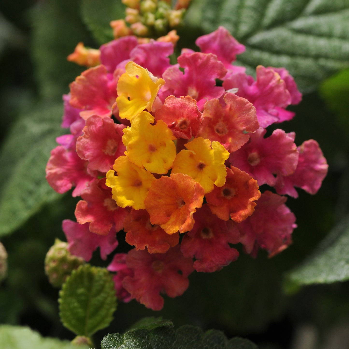 Lantana 'Little Lucky™'
