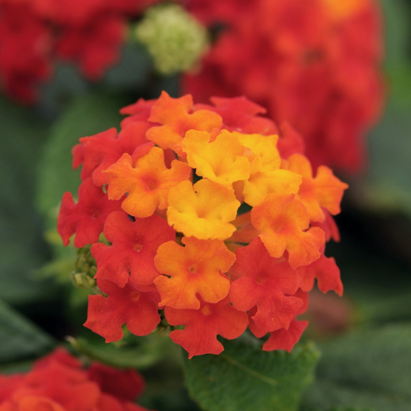 Lantana 'Little Lucky™'