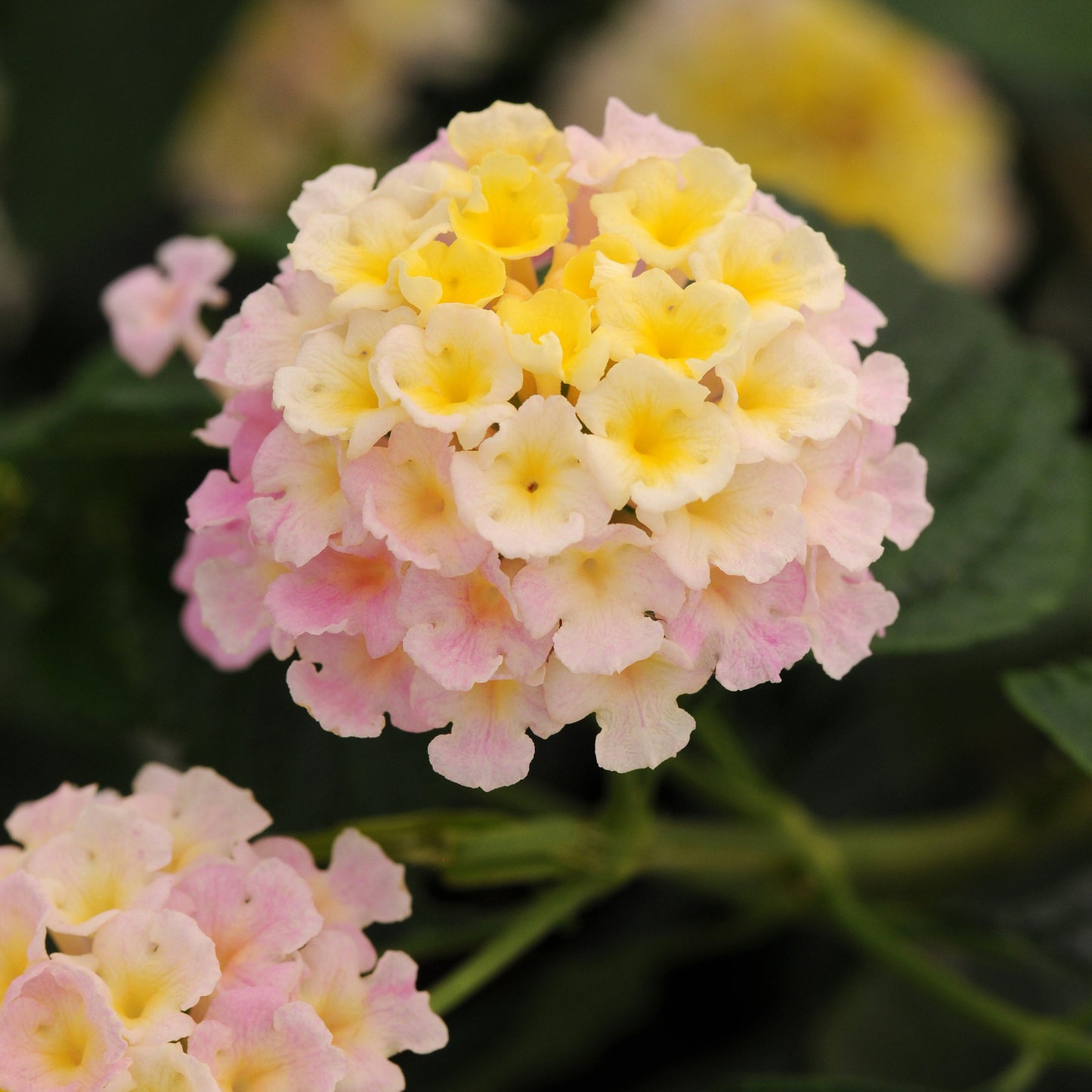 Lantana 'Lucky™'
