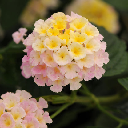 Lantana 'Lucky™'