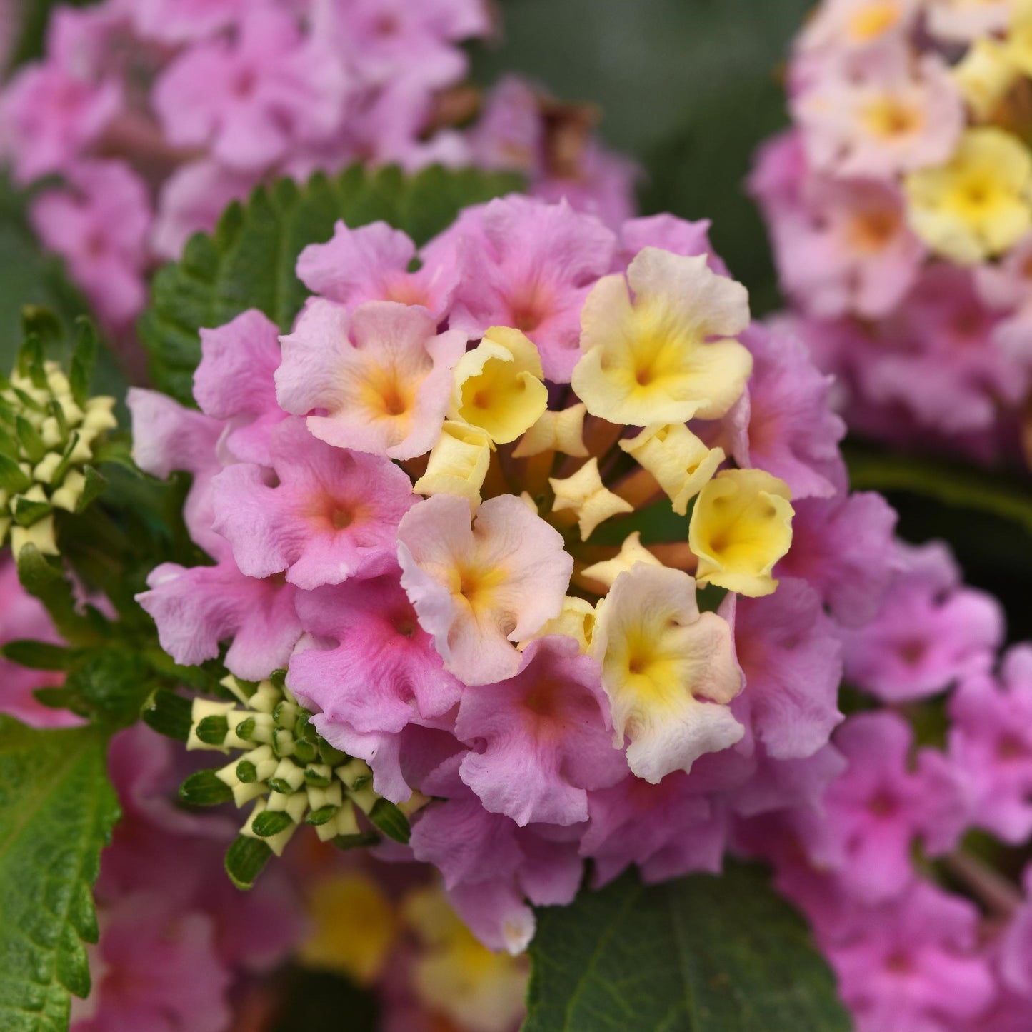 Lantana 'Little Lucky™'