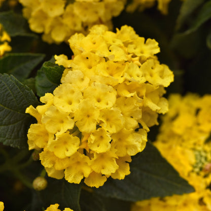 Lantana 'Lucky™'