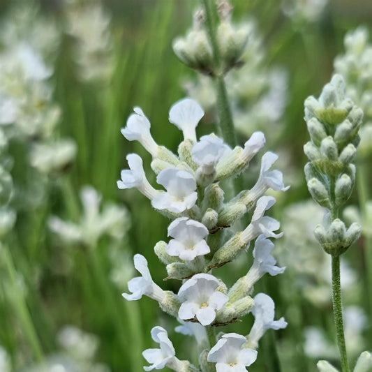 Lavender 'Big Time White'