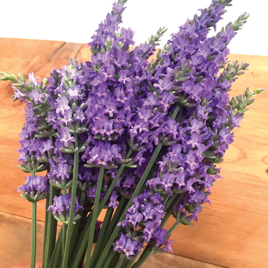 Lavender 'Sensational'