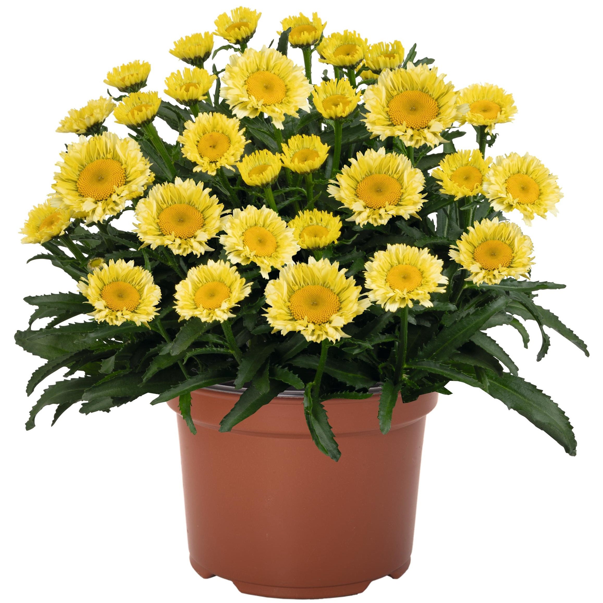 Shasta Daisy 'Sweet Daisy®'