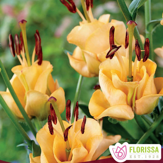 Hybrid Lily ‘Apricot Fudge’