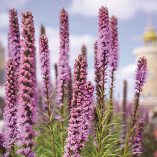 Blazing Star