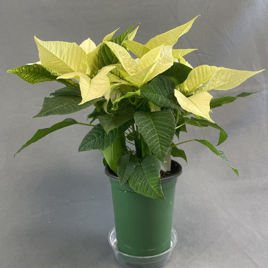 Poinsettia Light Yellow 4.33" Pot