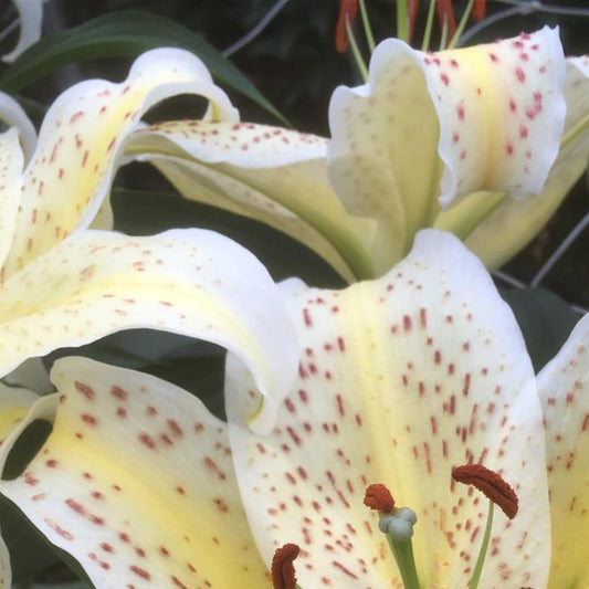 Oriental Lily 'Tigermoon'
